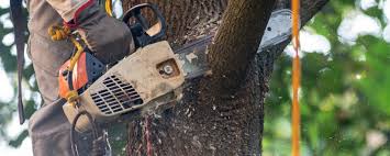  Rushville, IN Tree Services Pros